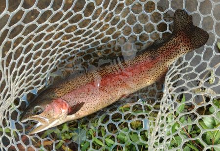 平日はのんびりと ～フィッシングパーク高島の泉～